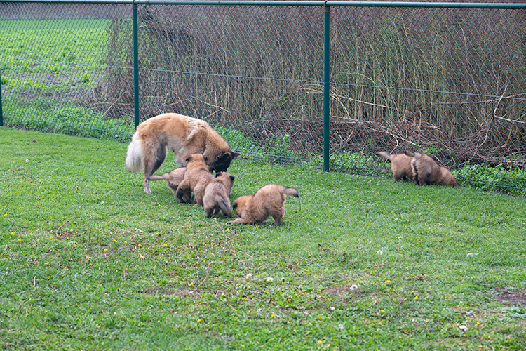 Xena met pups